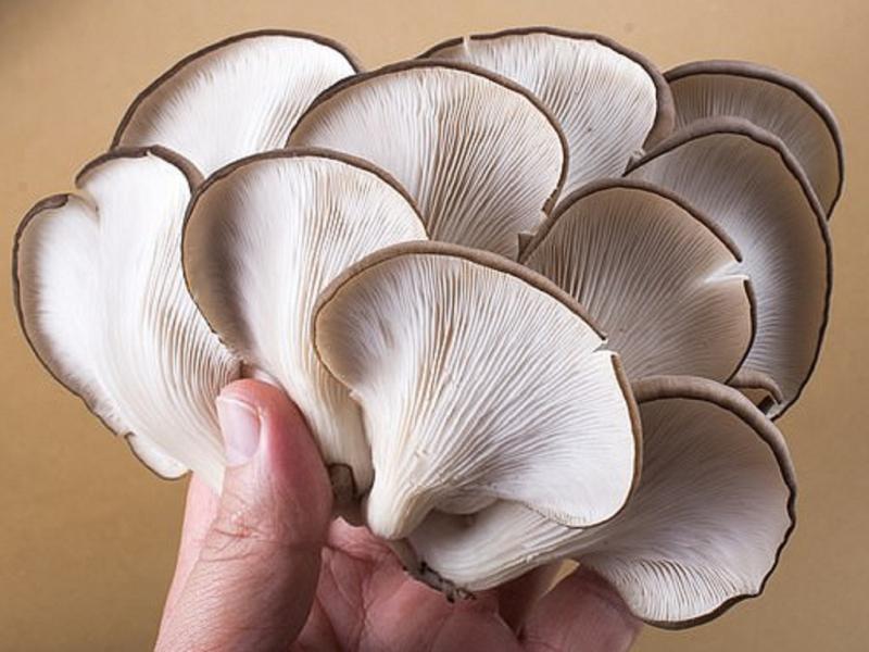 Nấm ngăn ngừa ung thư