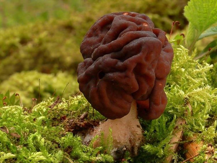 Nấm False Morel