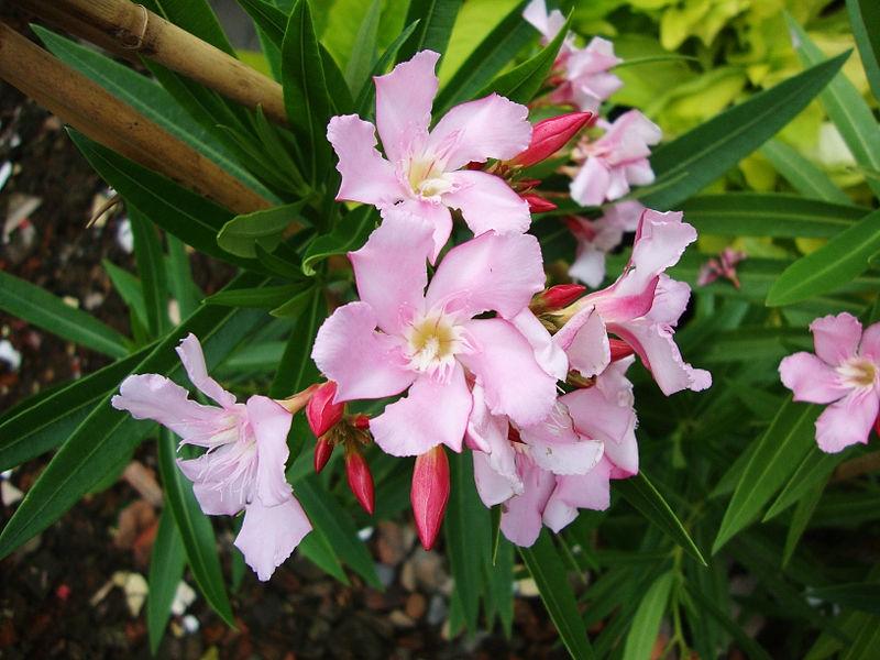 Nerium Oleander còn gọi là cây trúc đào