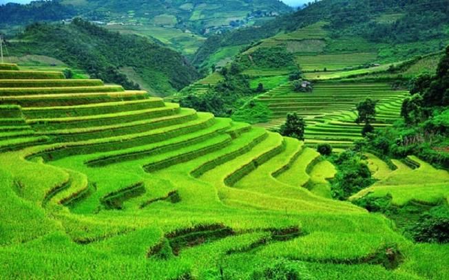 Bài văn thuyết minh về ruộng bậc thang Mù Cang Chải - Bài số 2