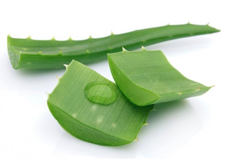 Nha đam trị khô môi hiệu quả