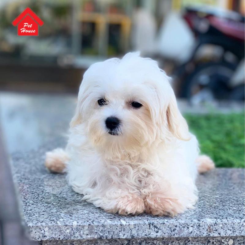 Nhà Vật Yêu