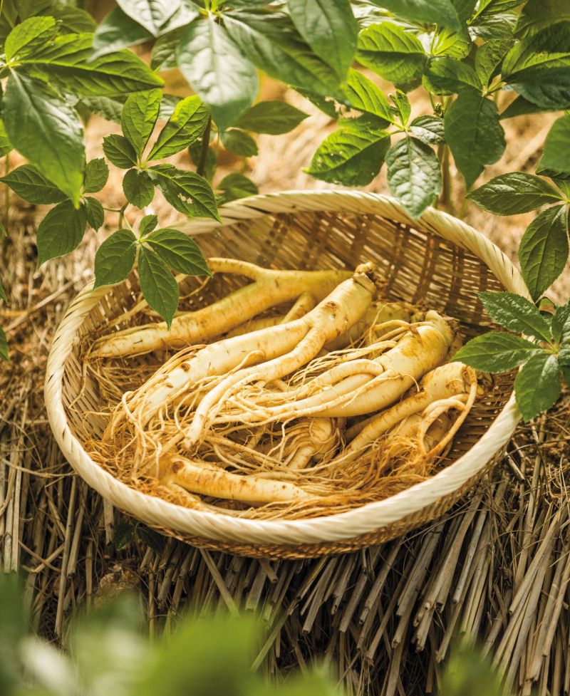 Nhân sâm Hàn Quốc 6 năm tuổi