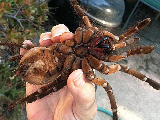 Nhện Goliath Birdeater (nhện ăn chim)