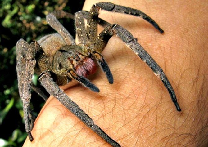 Nhện lang thang Brazil đều có màu nâu, lông xám và đốm đen trên bụng