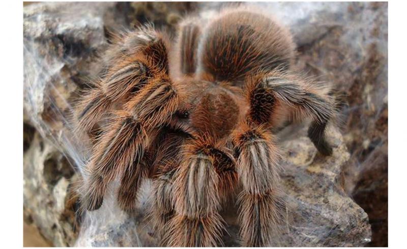 Nhện Xenesthis monstrosa