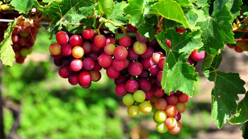 Giàn nho sai quả - Mẫu 2