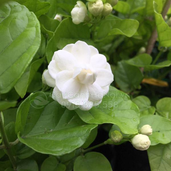 Nhớ về bạn xưa