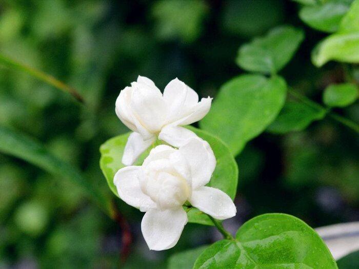 Nhớ về bạn xưa