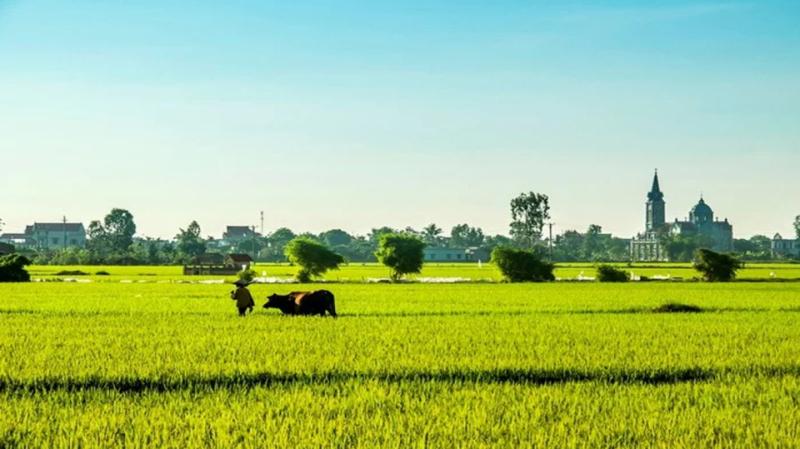 Mời anh về quê lúa