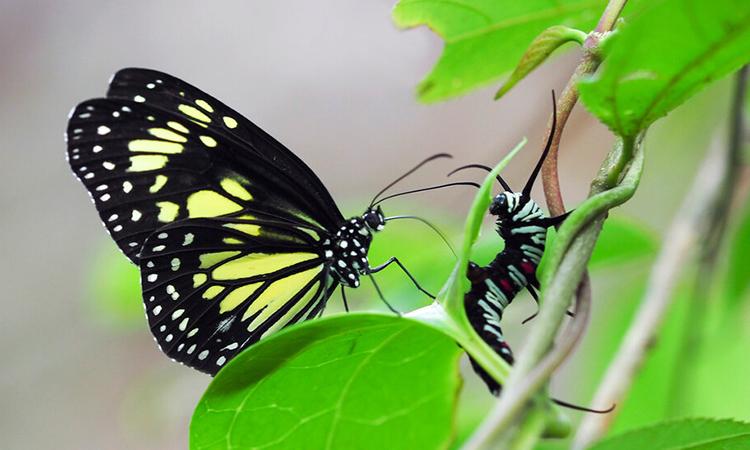 Những mối đe dọa của loài bướm trong tự nhiên