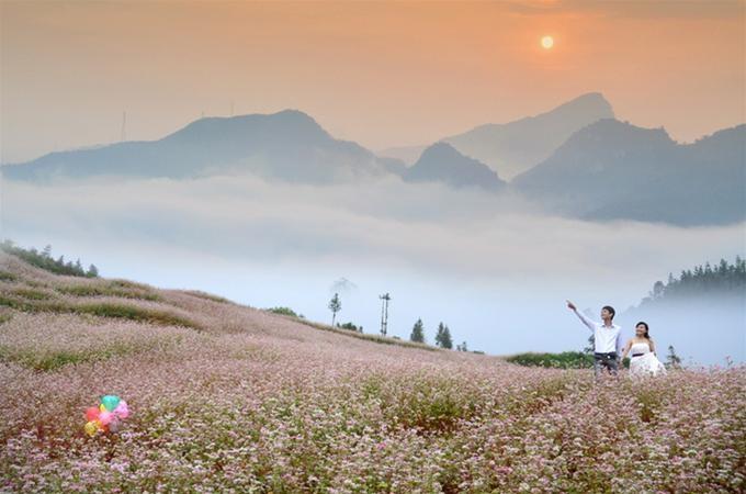 Những vườn hoa Tam Giác Mạch