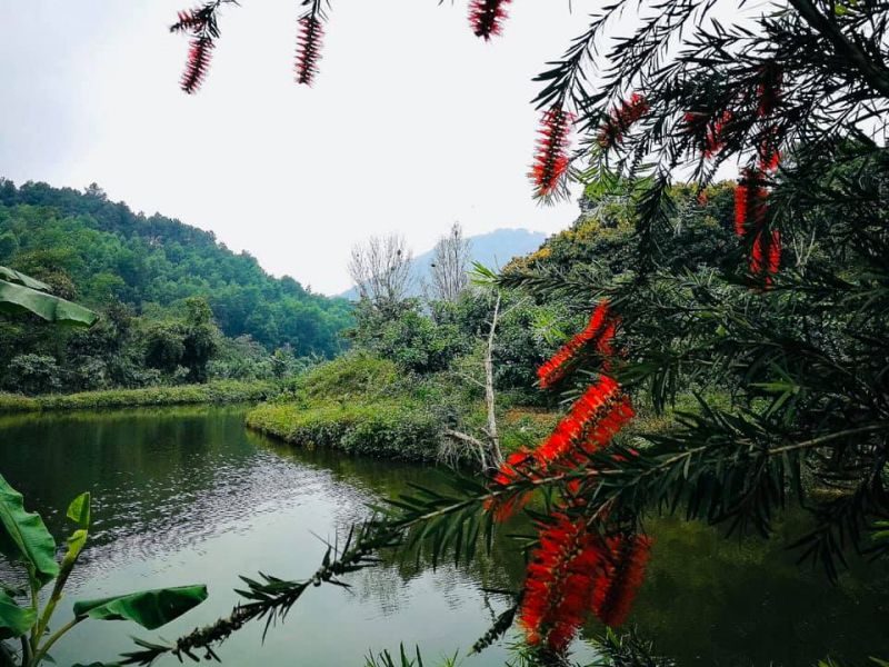 Liễu đỏ buông bên hồ