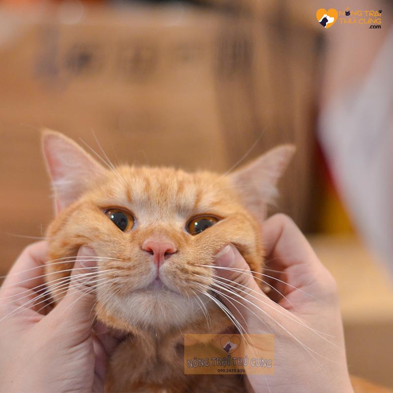 Nông Trại Thú Cưng