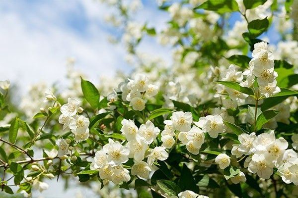 Nụ cười của đất là hoa