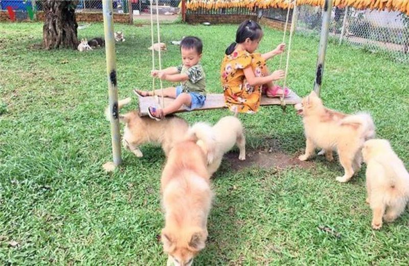 Nuôi thú cưng (chó, mèo)