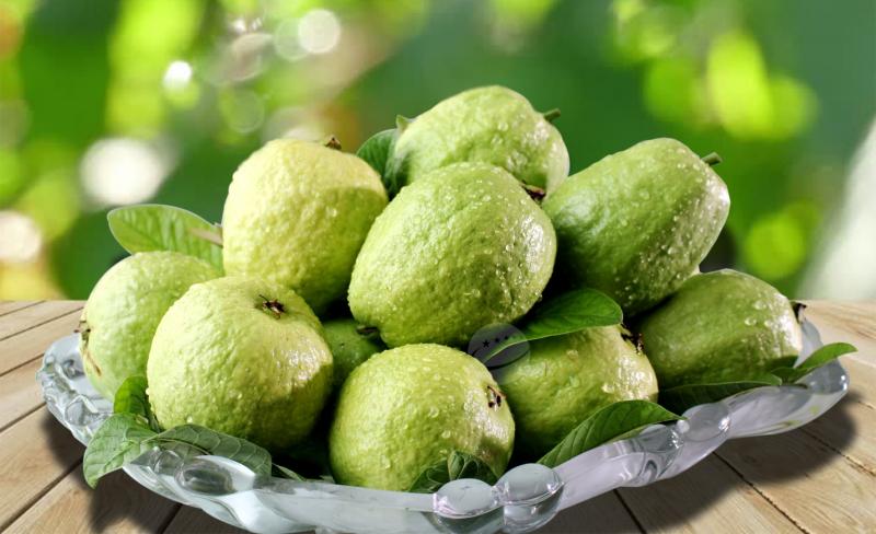 Giống ổi bo tốt thì phải được chọn lấy hạt từ cây mới bói, quả ở cành ngồng, lúc thời tiết có mưa nhiều.