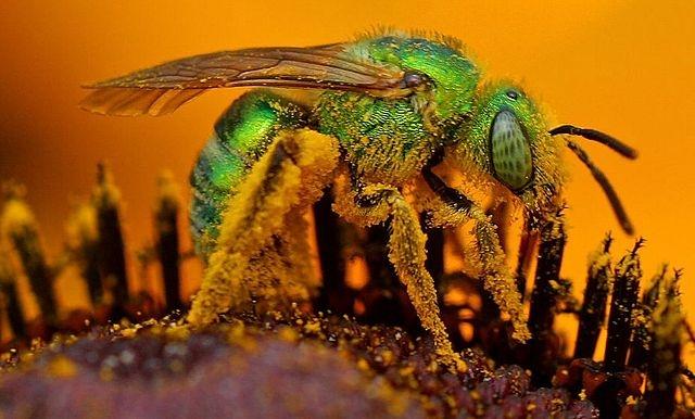 Ong Sweat Bee