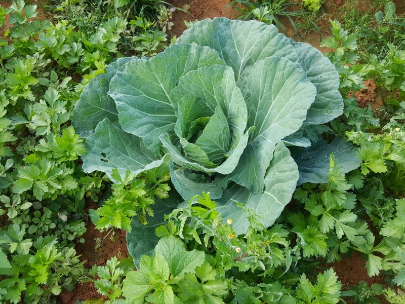 OriFarm