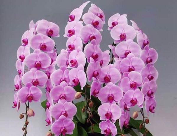 hoa phong lan