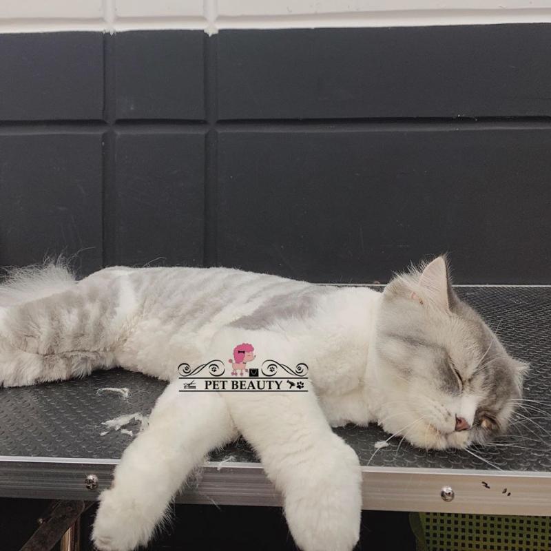 Pet Beauty