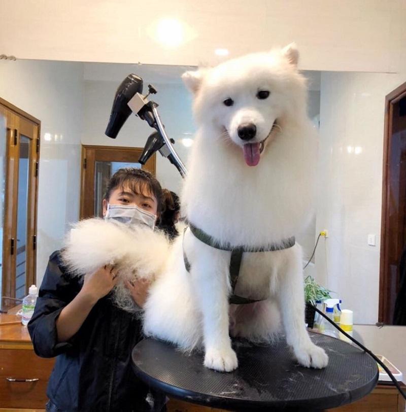 Pet Family Huế