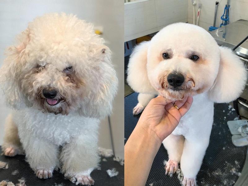 Pet Family Huế
