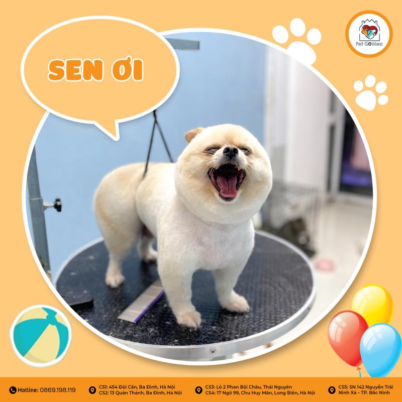 Pet GoMeo - Hà Nội