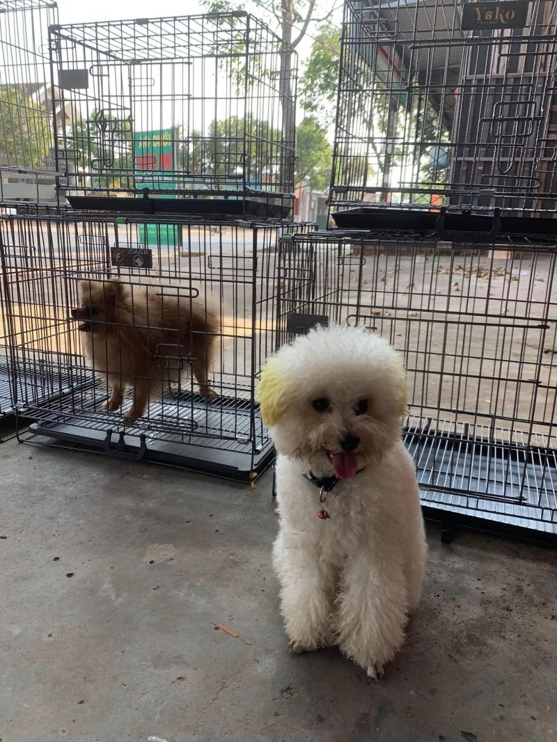 Pet Home