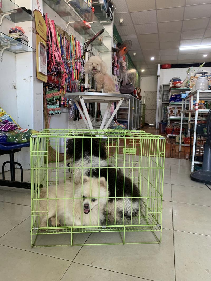 Pet house - Phòng khám thú y Quỳnh Nga