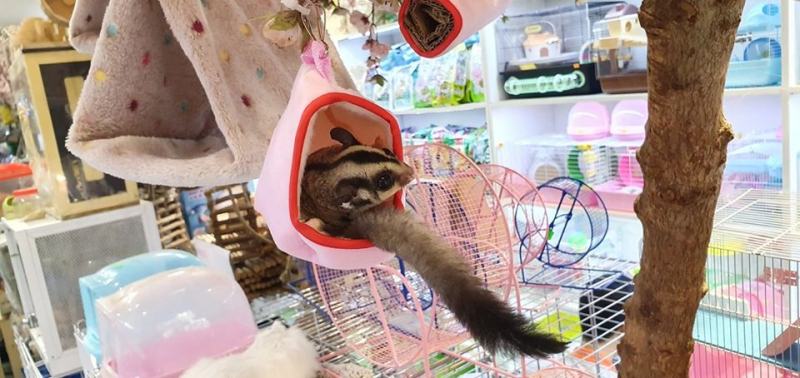 Pet shop Miền Đất Hứa