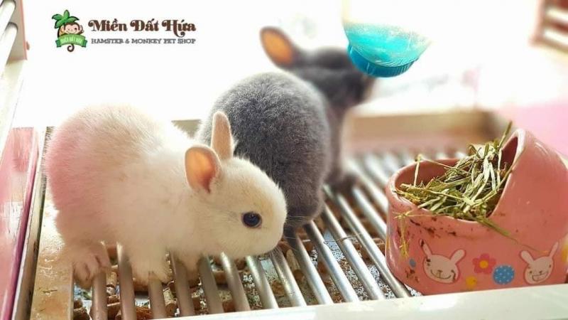 Pet shop Miền Đất Hứa