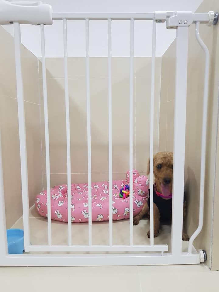 Petland