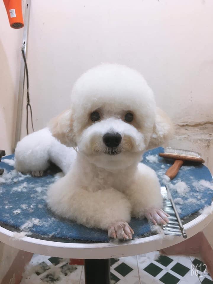 Pets Quy Nhon Shop