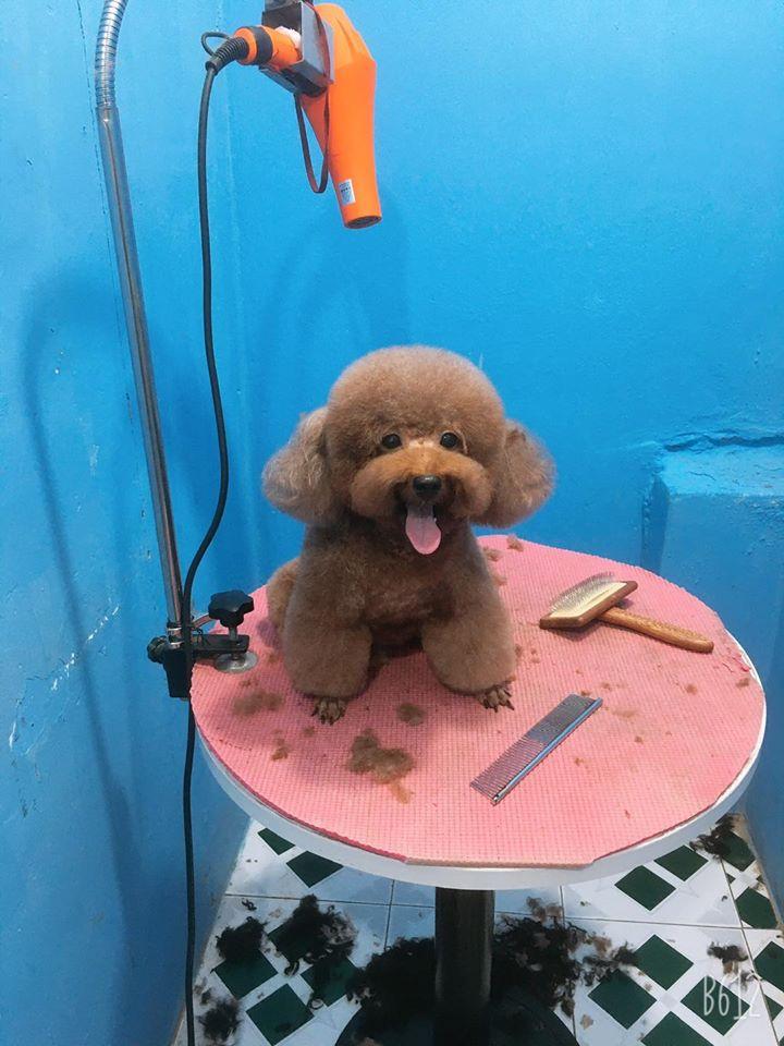 Pets Quy Nhon Shop