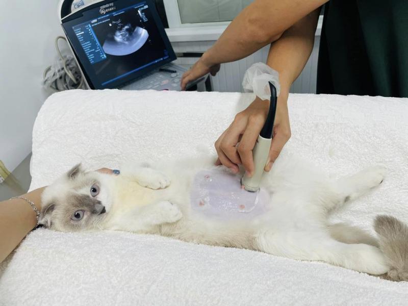 Phòng khám thú y - 24/7 Pet Clinic