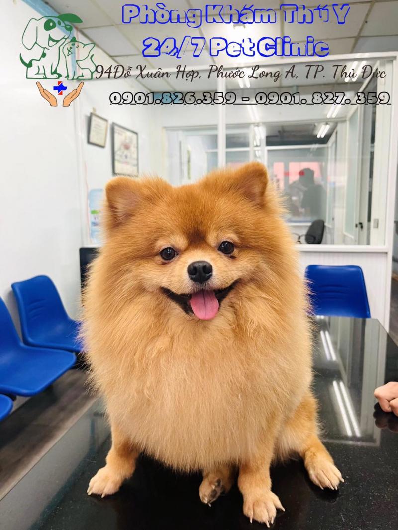 Phòng khám thú y - 24/7 Pet Clinic