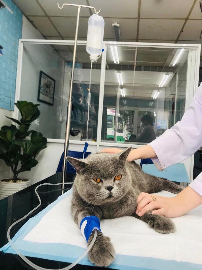 Phòng Khám Thú Y - 24/7 Pet Clinic