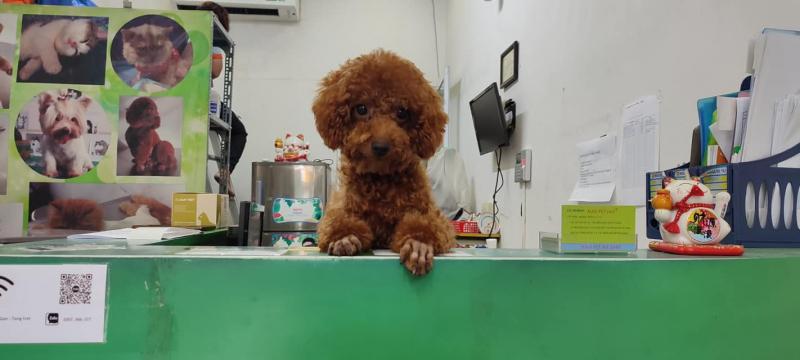 Phòng Khám Thú Y Audi Pet.com