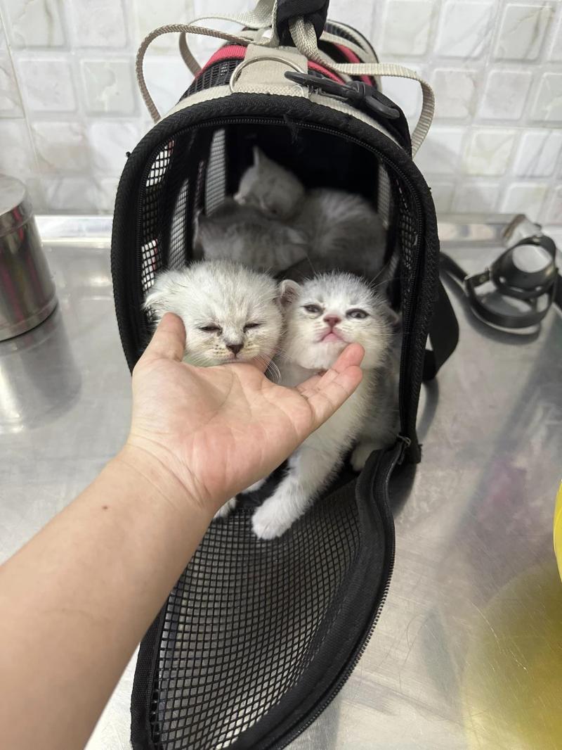 Phòng Khám Thú Y Bee Pet