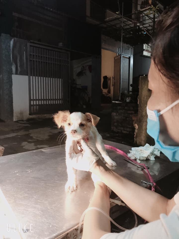Phòng Khám Thú Y Lavie