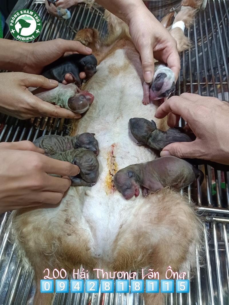 Phòng khám Thú y Ninh Bình Nibipet