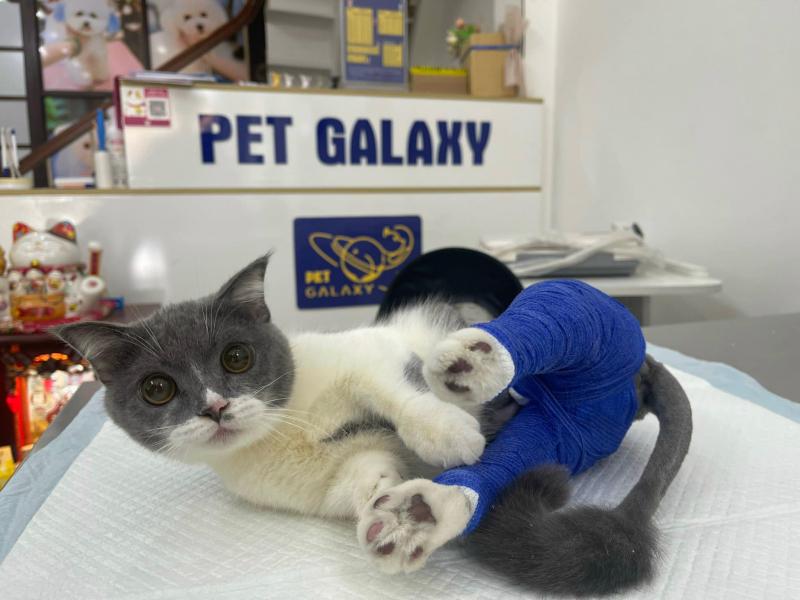 Phòng Khám Thú Y Pet Galaxy
