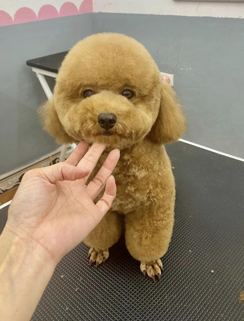 Phòng khám thú y Pet Home Ninh Bình