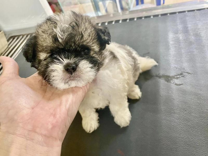 Phòng khám thú y Pet Home Ninh Bình