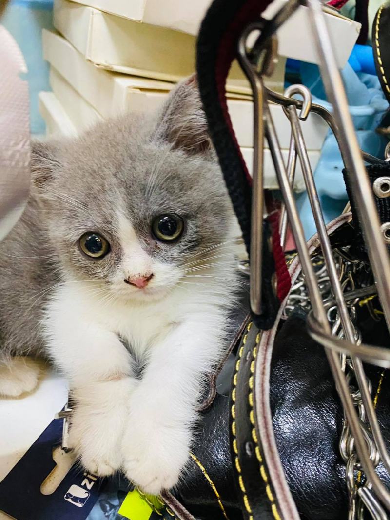 Phòng khám Thú y Pet Like