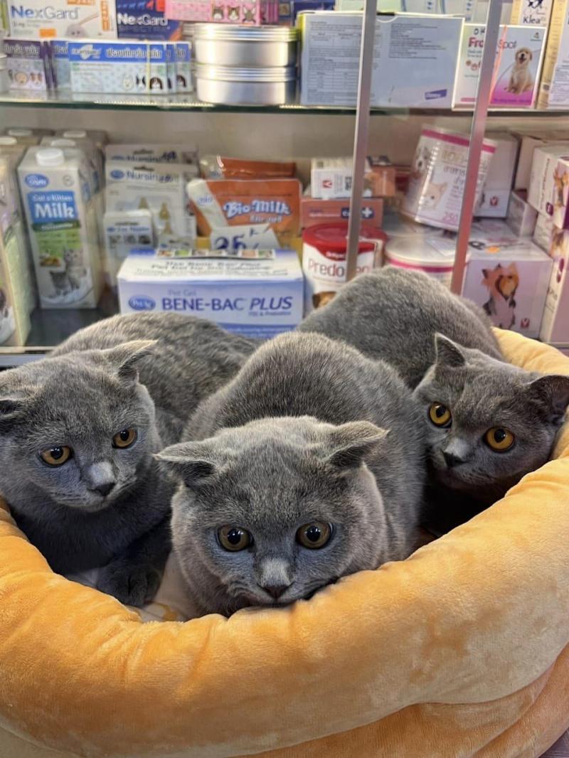 Phòng Khám Thú Y Pet Vet