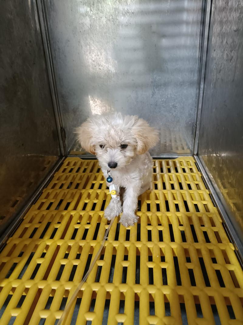 Phòng khám thú y Pet's Life Ninh Bình