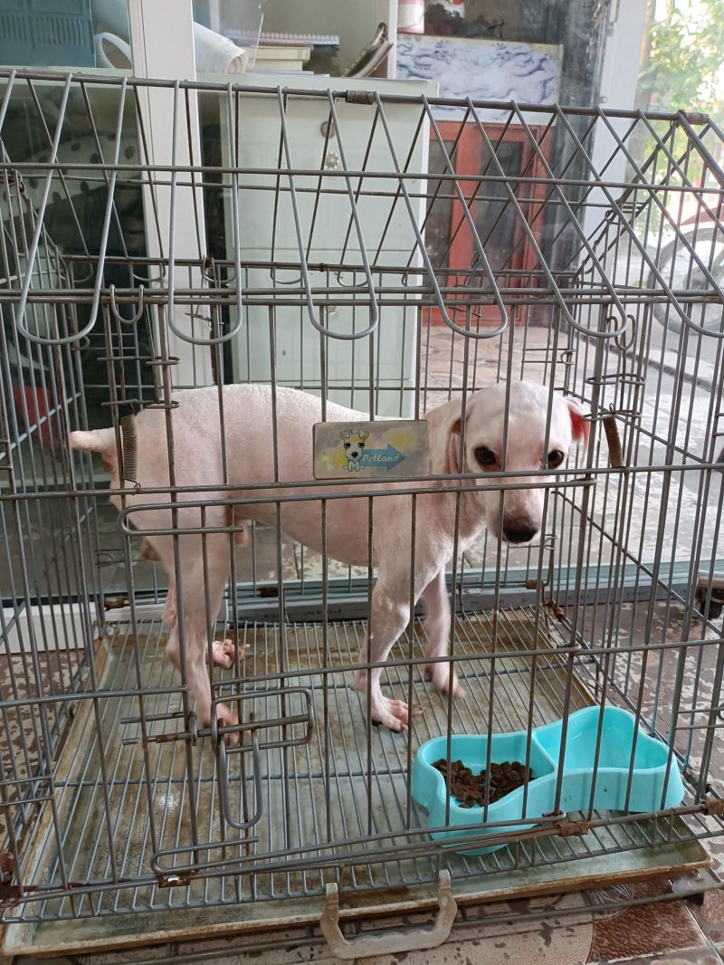 Phòng khám thú y Pet's Life Ninh Bình