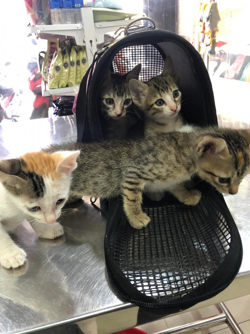 Phòng khám Thú Y Phú Nhuận